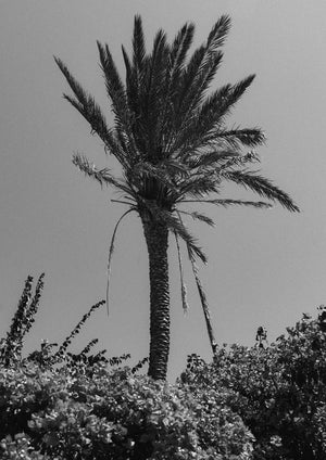 PAROS PALM II