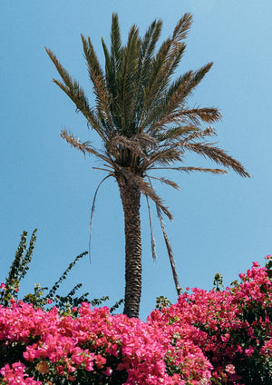 PAROS PALM I