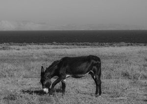 DONKEY ON NAXOS